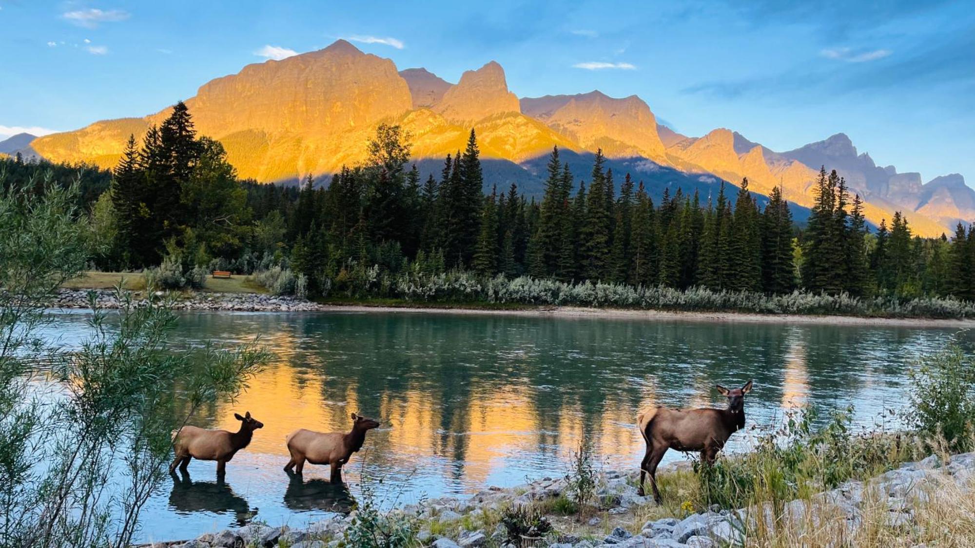 Unit #201 Cozy Mountain View 1Br In Dt Apartment Canmore Exterior photo